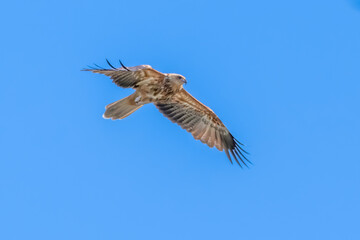 Whistling Kite flying out of pine tree