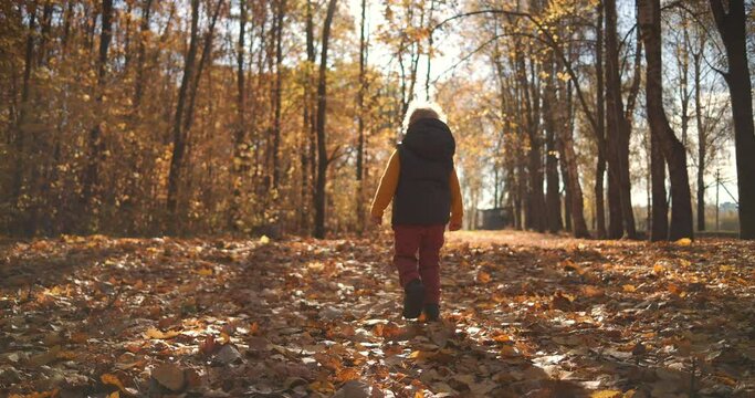One boy walks in slow motion on the fallen yellow foliage of trees in the fall in the sunlight in the park and turns back