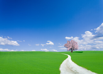 サクラの木と白い道