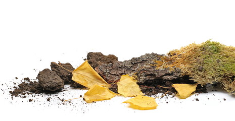 Moss chunk with dirt pile, yellow birch leaves and tree branch, bark in autumn isolated on white...