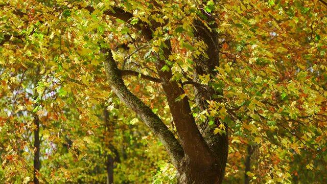 Bright yellow autumnal leaves falling down on ground from maple trees growing in fall sunny park. 4k video background.