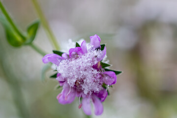 初雪が積もった紫色のスカビオサ
