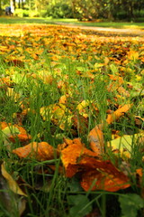 Obraz premium autumn leaves on the grass