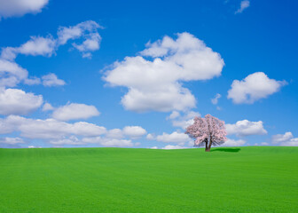 Obraz na płótnie Canvas 丘とサクラの木