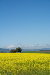 満開のナノハナ畑と青空