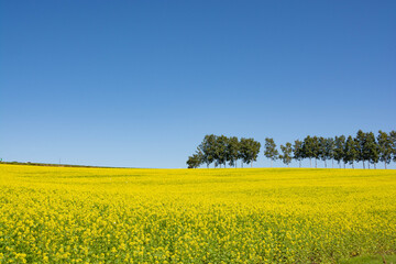 ナノハナ畑とシラカバ並木　美瑛町
