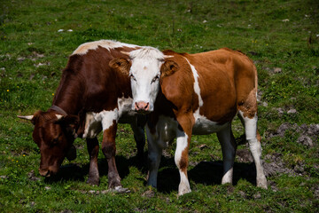Fototapeta na wymiar Two Simmental cattle with horns and cowbells around their necks