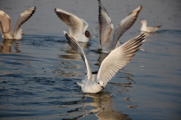 Beautiful birds in the water