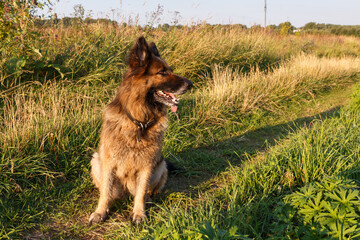 German shepherd dog with its tongue hanging out sitting in the grass in the meadow. Summer sunset.