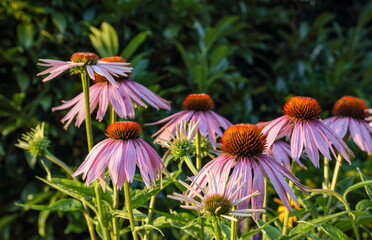 Beautiful pink orange flowers closeup during sunset