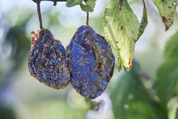 Plum Fruit Infected by Fungal Disease Monilia cinerea in Orchard. Macro.