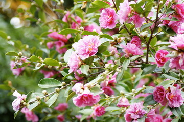 Camellia sasanqua 