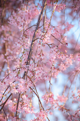 枝垂桜