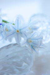 白色の花シラーとブルー色のチヨノドグサ