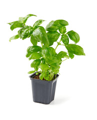 fresh basil growing in a plastic pot - 385728616