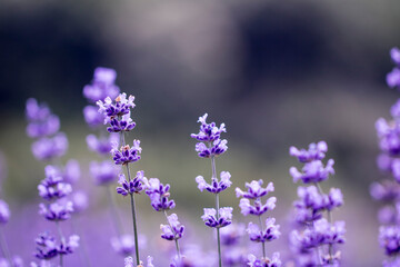 Lavender flower close up in a field in Korea
