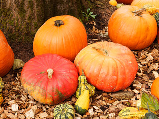 (Cucurbita) An assortment of ripe pumpkins orange fruits, cucurbita pepo and maxima, winter squash in decoration in garden