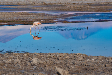 A single flamingo reflected in the water on the amazing Salar de Atacama. Beautiful color palette. Chile.