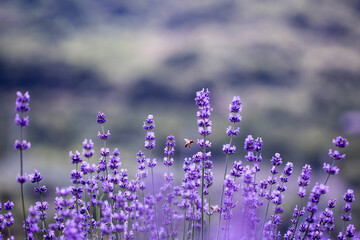 Lavender flower close up in a field in Korea
