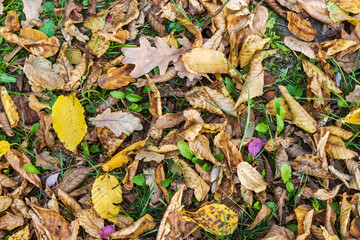 autumn colorful fallen leaves on a green lawn