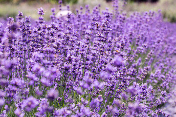 Obraz premium Lavender flower close up in a field in Korea 