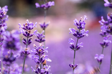 Obraz na płótnie Canvas Lavender flower close up in a field in Korea 