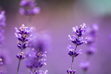 Fototapeta na wymiar Lavender flower close up in a field in Korea 