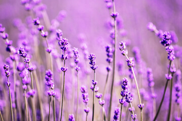 Lavender flower close up in a field in Korea
