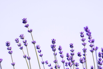 Lavender flower close up in a field in Korea
