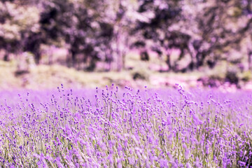 Obraz premium Lavender flower close up in a field in Korea 