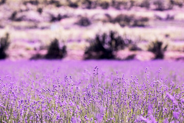 Naklejka premium Lavender flower close up in a field in Korea 