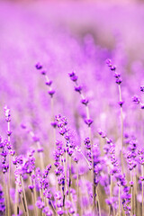 Fototapeta premium Lavender flower close up in a field in Korea 
