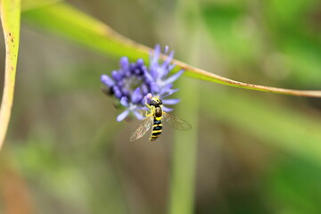 Syrphe sur une petite fleur bleue