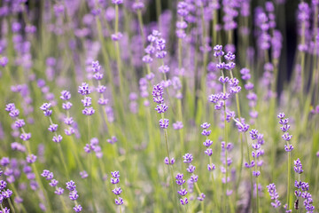 Lavender flower close up in a field in Korea
