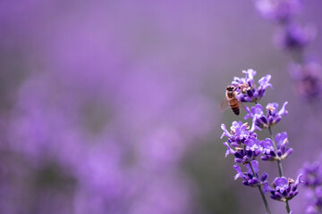 Lavender flower close up in a field in Korea

