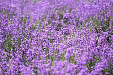 Obraz premium Lavender flower close up in a field in Korea 