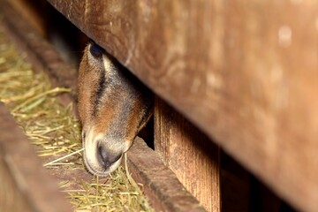 breeding of goats in barn