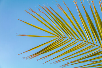 Fototapeta premium Peaceful leaf with a soft sky backdrop