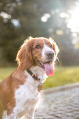Cute adorable dog breed welsh springer spaniel in colorful autumn park posing. Healthy happy dog.