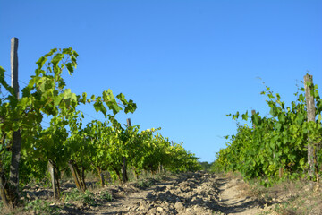 Fototapeta na wymiar Landscape of vineyard. Countryside wine making valley