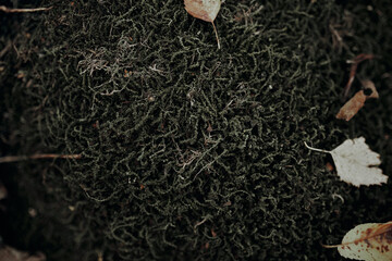 leaves