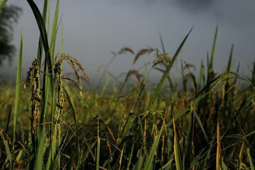 Paddy cultivation and landscaping