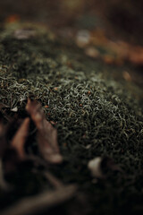 green moss on a stone