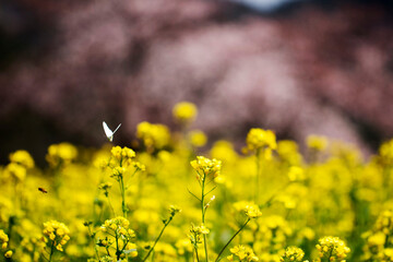 Rapeseed flowers on the field blossoms in spring time

