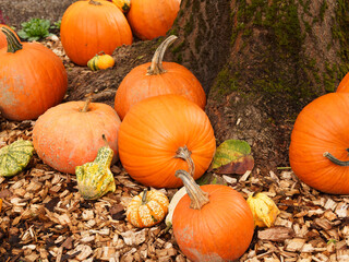 (Cucurbita) An assortment of ripe pumpkins orange fruits, cucurbita pepo and maxima, winter squash in decoration in garden