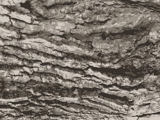 Tree bark texture.  Wooden background.