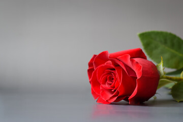 Fototapeta premium Beautiful red rose with green foliage on a gray background.