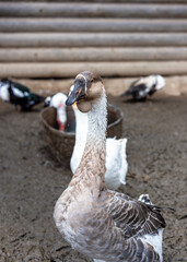 Gray geese in the barnyard