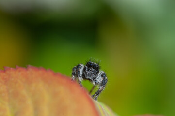portrait of a small jumping spider staring at camera standing on rose leaf with green background .