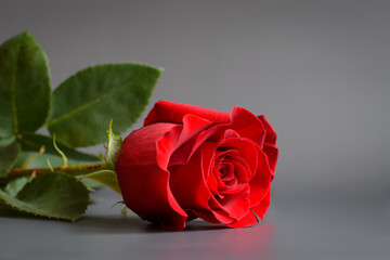 Beautiful red rose with green foliage on a gray background.